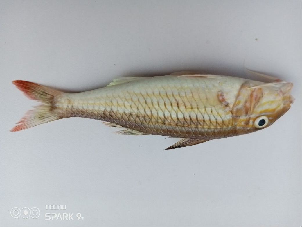 Spécimen de poisson mesuré sur le terrain