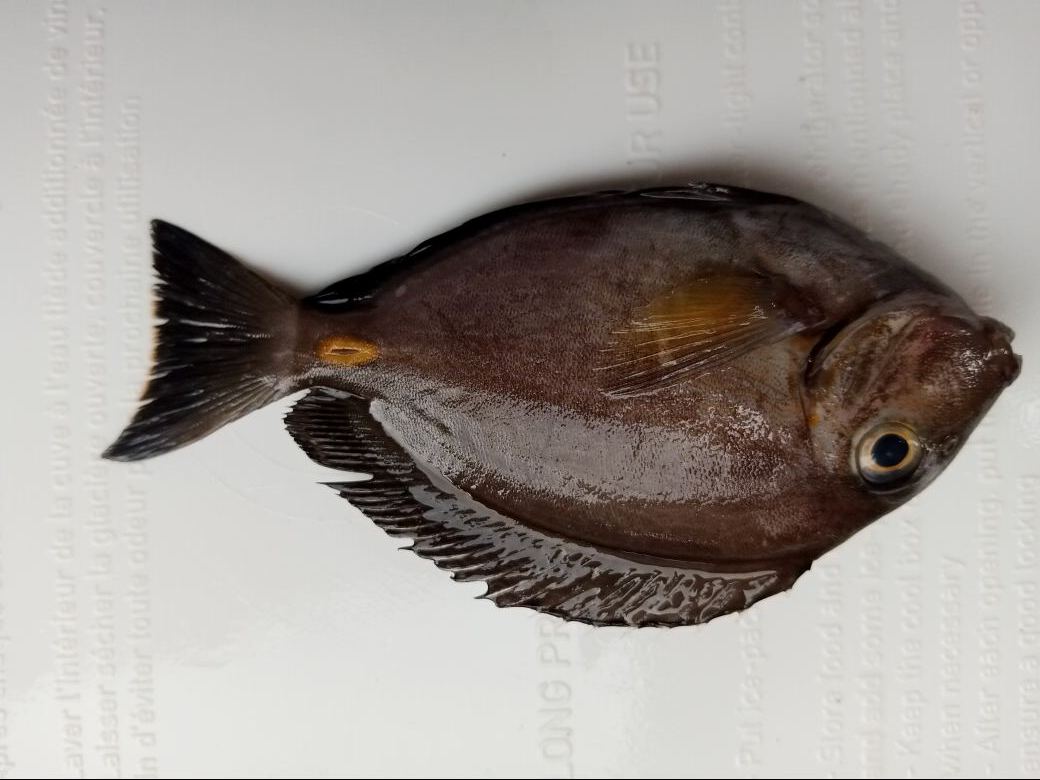 Spécimen de Acanthurus monroviae