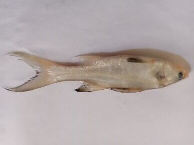 Spécimen de Polydactylus quadrifilis