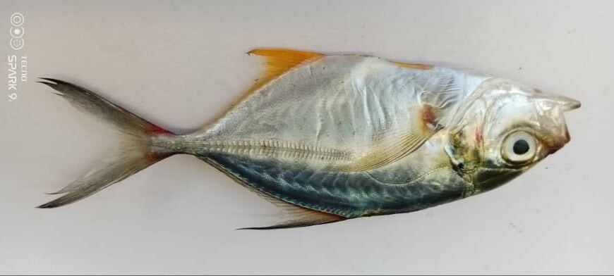 Spécimen de Chloroscombrus chrysurus